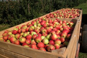 Demeter Äpfel zum selber pflücken