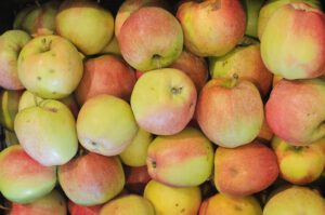 Neue Ernte – Frisch vom Baum